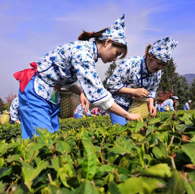 4月上茶山紫阳23万亩富硒茶等你来采