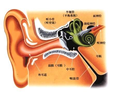 人口耳膜_耳膜穿孔图片(2)