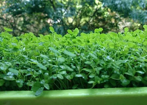 饮食百科 鲜绿水嫩诱人 春季必吃野菜推荐 马齿苋