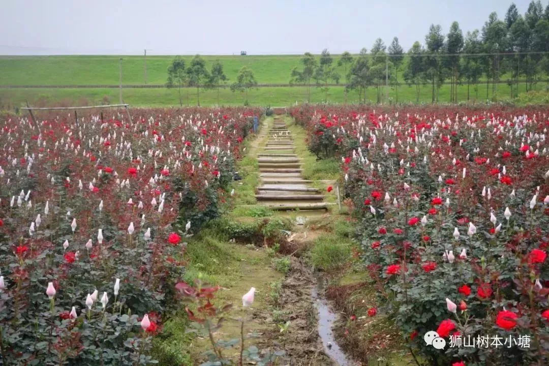 赏花指南坐标:狮山镇莲塘村(可直接导航至"莲塘玫瑰园)门票:免费买花