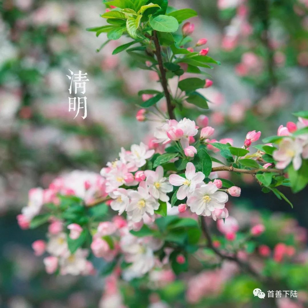 清明三候所代表的花信为:"一候桐花,二候麦花,三候柳花."