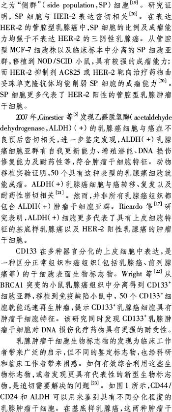 乳腺癌干细胞抵抗放化疗调控机制