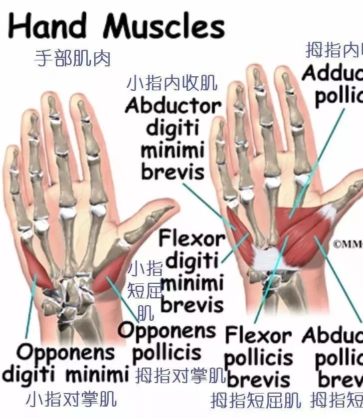 当伸肌收缩时,伸肌腱被牵拉从而伸直手指.