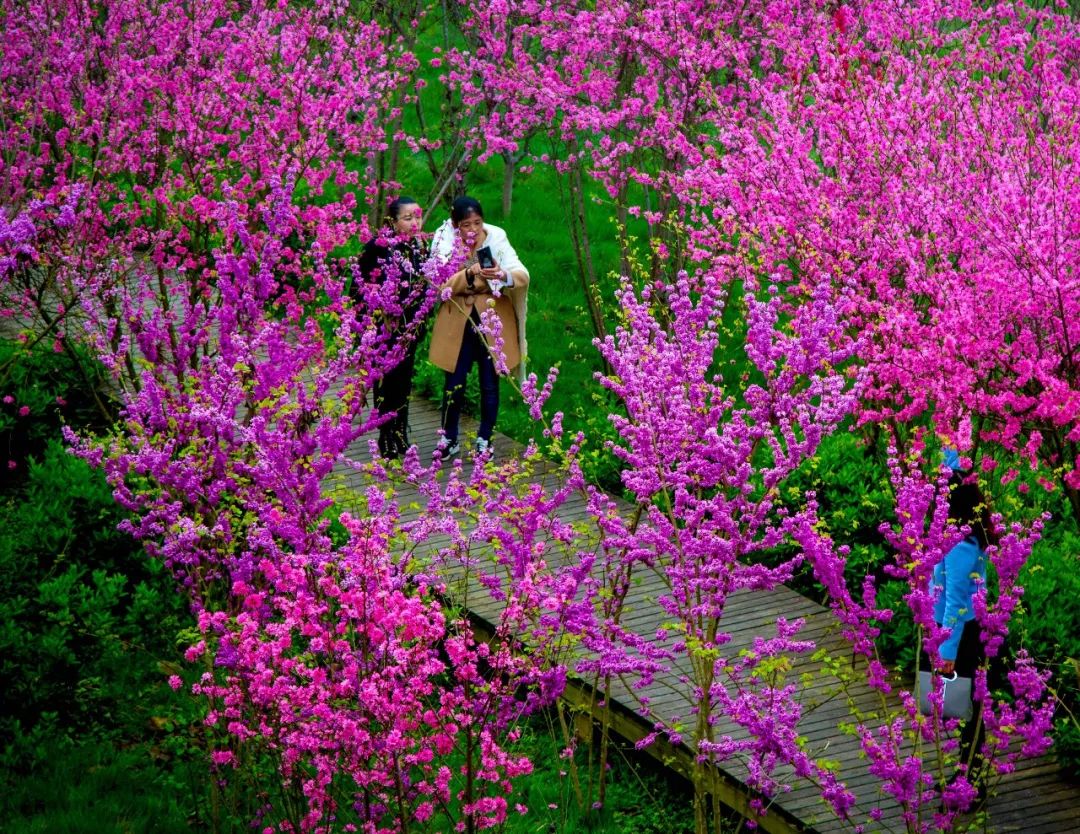 人间最美四月天 | 湄潭十里桃花江畔赏春景