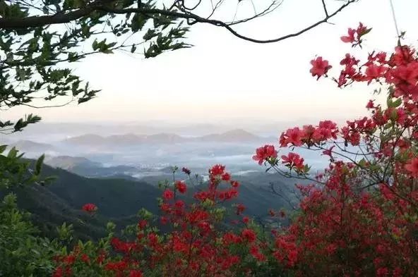 【微吉安】期待已久的井冈山杜鹃花节来了!