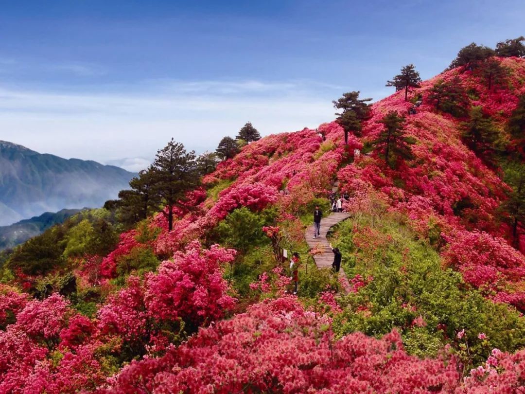 每年四月下旬,高姥山都要举行杜鹃花节,在这海拔千米的地方,赏一片