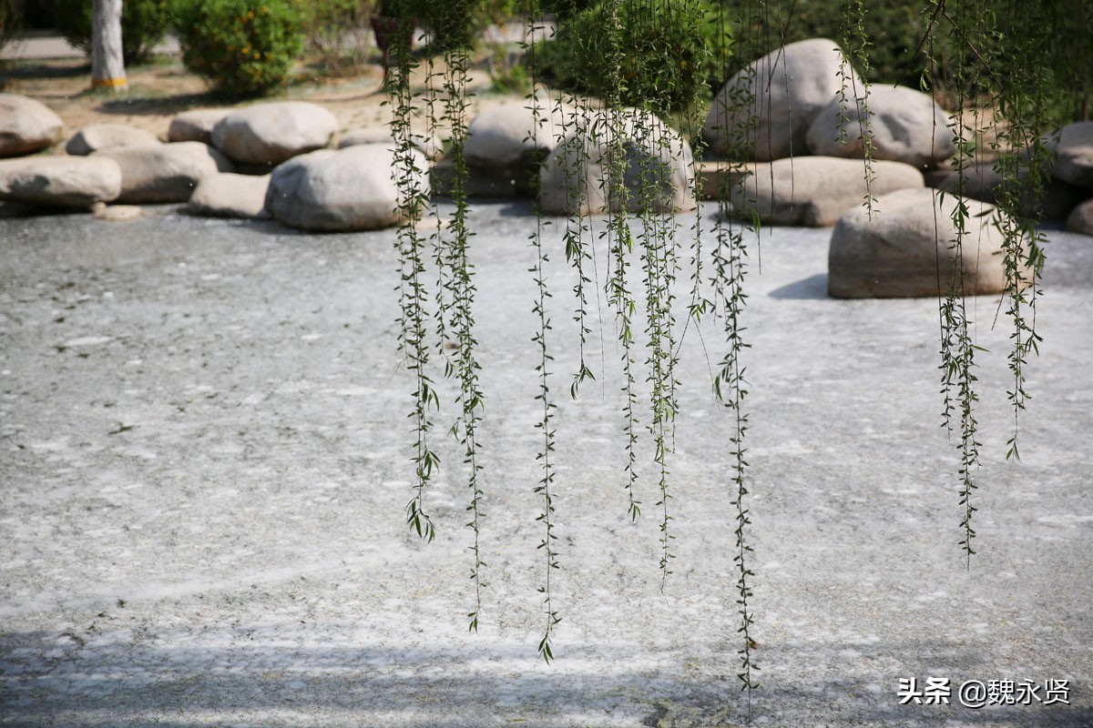 "4月5日,西安青龙寺,柳絮纷飞满池雪白的景象,尽显唯美浪漫.