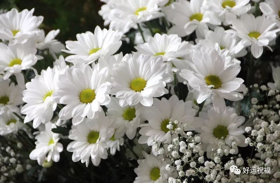 今日清明节,99朵菊花送给远在天堂的亲人,愿他们安好!