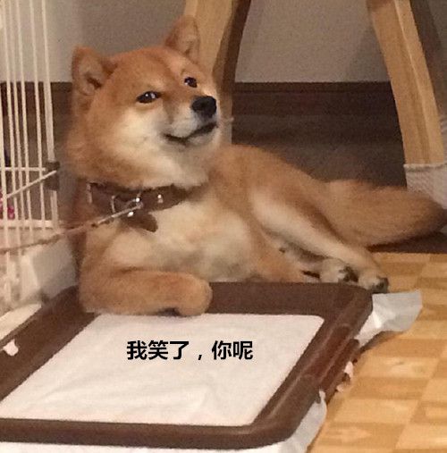 男子沉迷训狗,柴犬的表情却渐渐魔性:再骂我就要变脸了