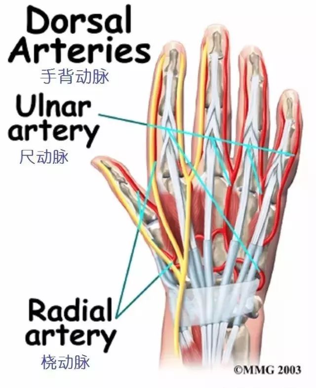 分布于手部的神经很容易受损.