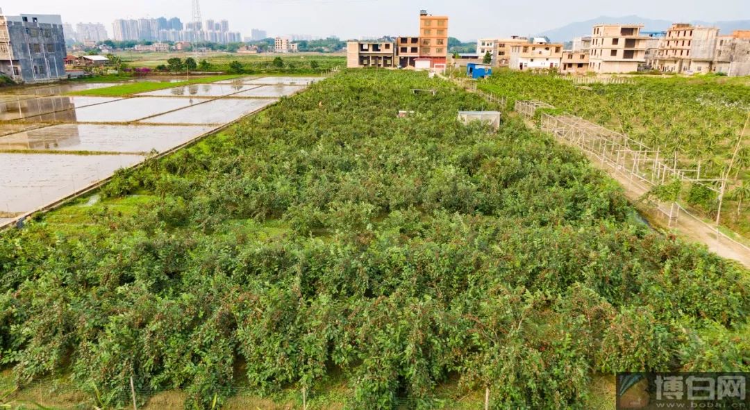 博白三滩镇GDP_博白三滩牛腩粉图片