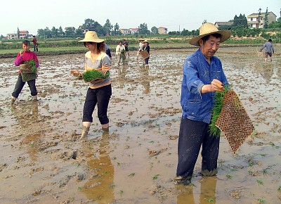 农村新增人口土地_农村人口