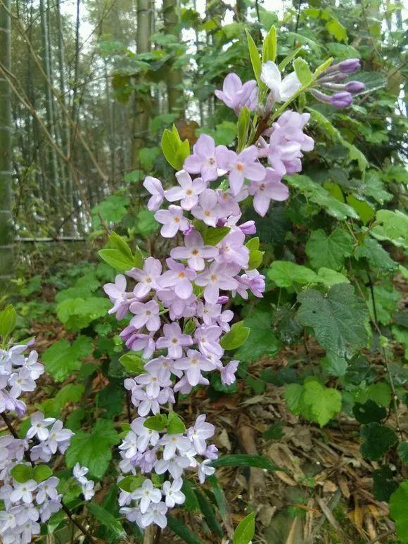 芫花跟丁香长得很像,但是它没有香味,不管你能不能区分,都不要去碰它.