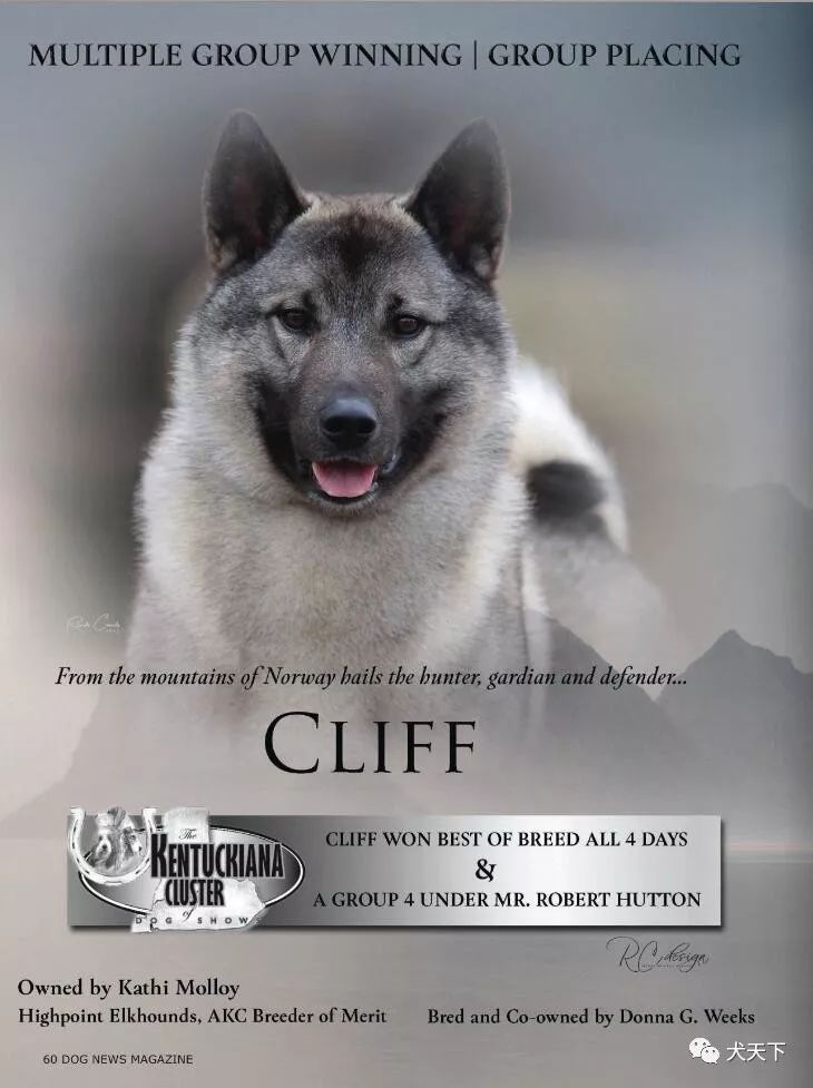 每日一王者"cliff"——越战越勇的美国akc挪威猎麋犬新任no1!