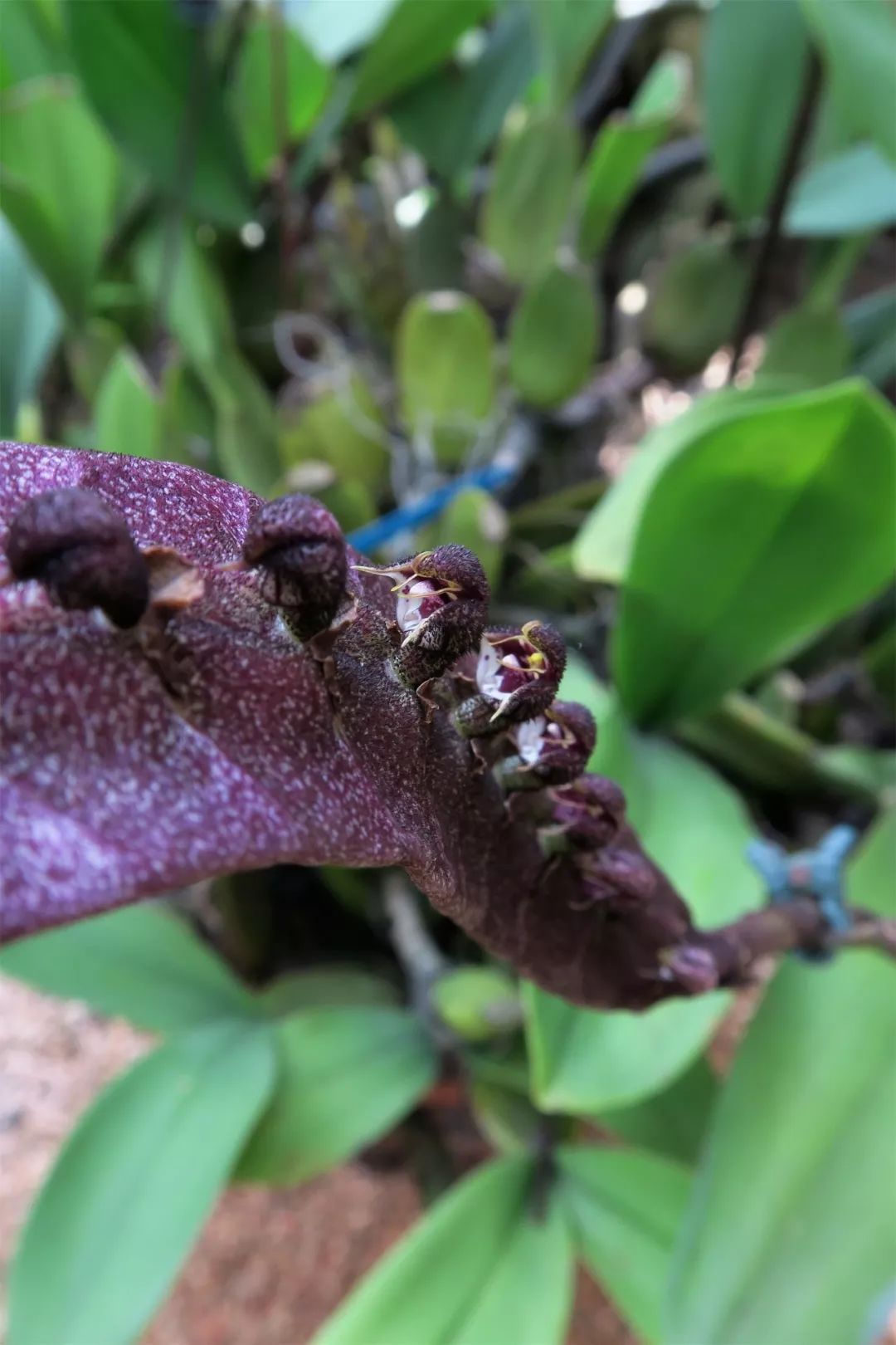 植物园里惊现眼镜蛇?