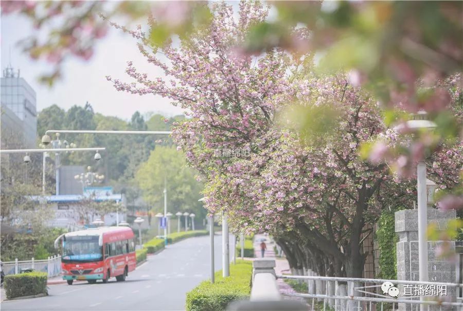 图说绵州丨樱花已盛开 最美风景就在这条路上_绵阳