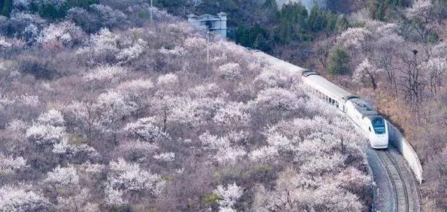 開往春天的列車。(美到窒息) 旅遊 第7張