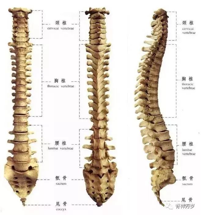 人类脊柱由33块椎骨(颈椎7块,胸椎12块,腰椎5块,骶骨,尾骨共9块)脊柱