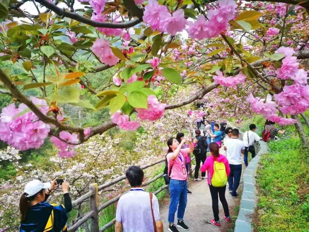 武汉周边木兰清凉寨一日游(清凉寨赏樱花 体验3d玻璃桥)