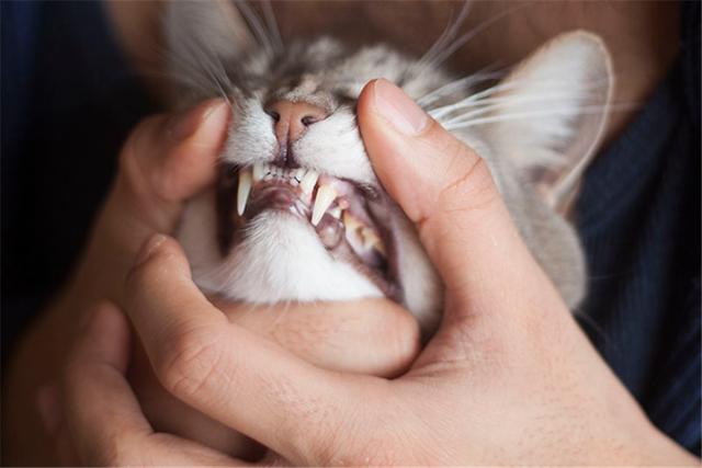 原創
            貓狗冷知識：成年貓的牙齒有30顆，而狗狗則比它還要多上一倍！ 未分類 第5張