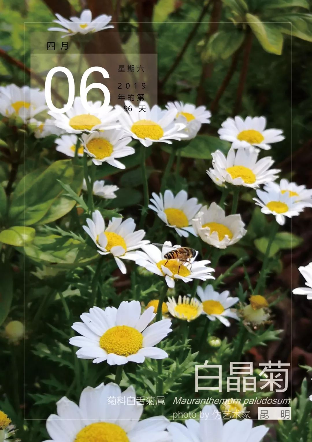 4月6白晶菊