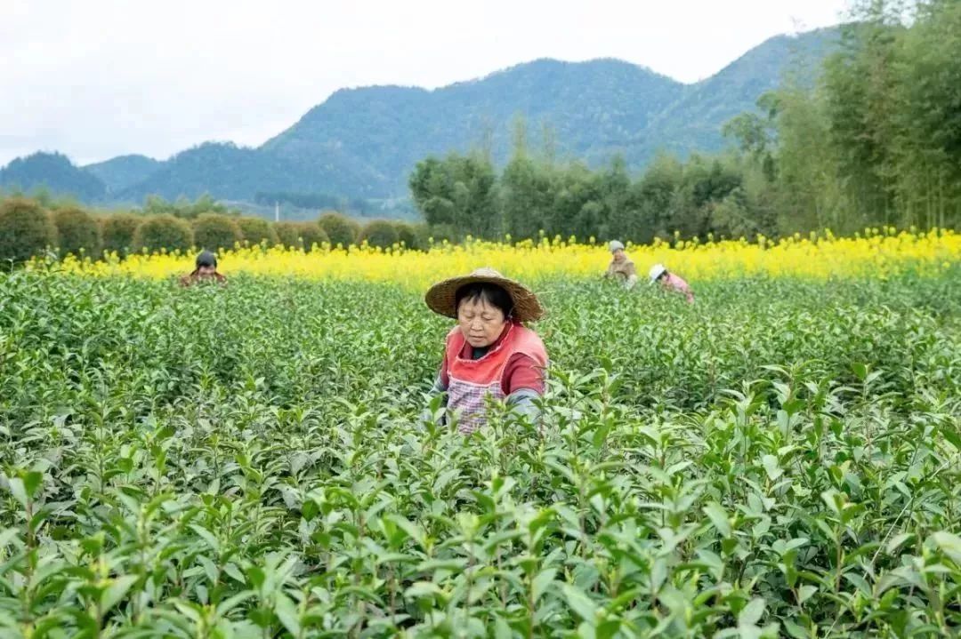 白云山茶香飘丨全家上阵只为做一杯好茶