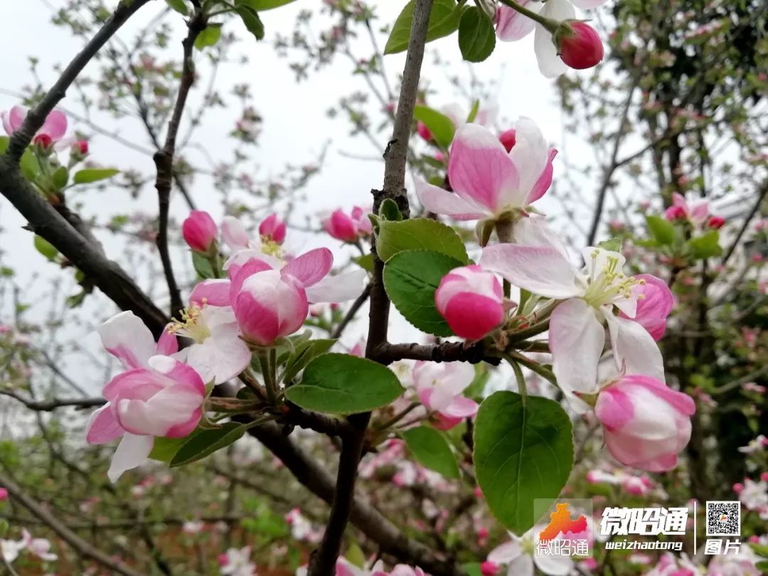 云南昭通万亩苹果花盛开半城苹果满城香组图