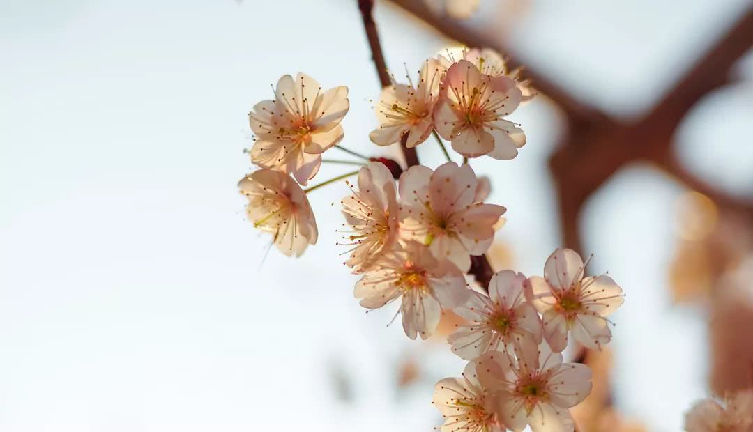 犹记那年三月三,诗词里充满着浪漫_节日