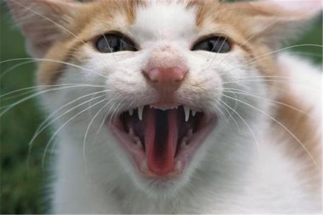 原創
            貓狗冷知識：成年貓的牙齒有30顆，而狗狗則比它還要多上一倍！ 未分類 第1張