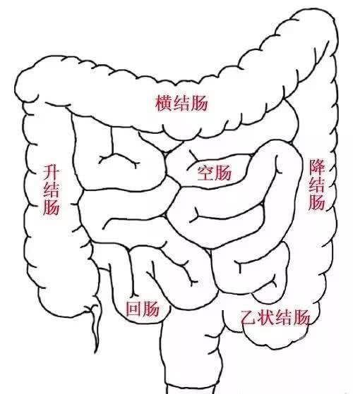 从嘴巴到肛门距离也就一米,里面到底有多长呢?_小肠