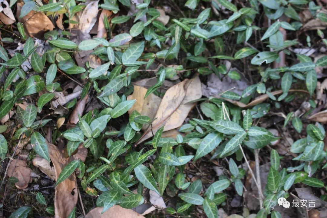 涨姿势安吉这些毫不起眼的花花草草竟然都是药数一数你认识几种