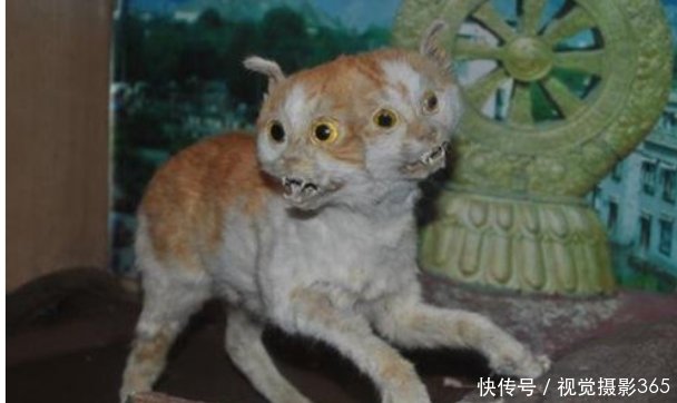 两个头的猫,就像人类也有双头人.