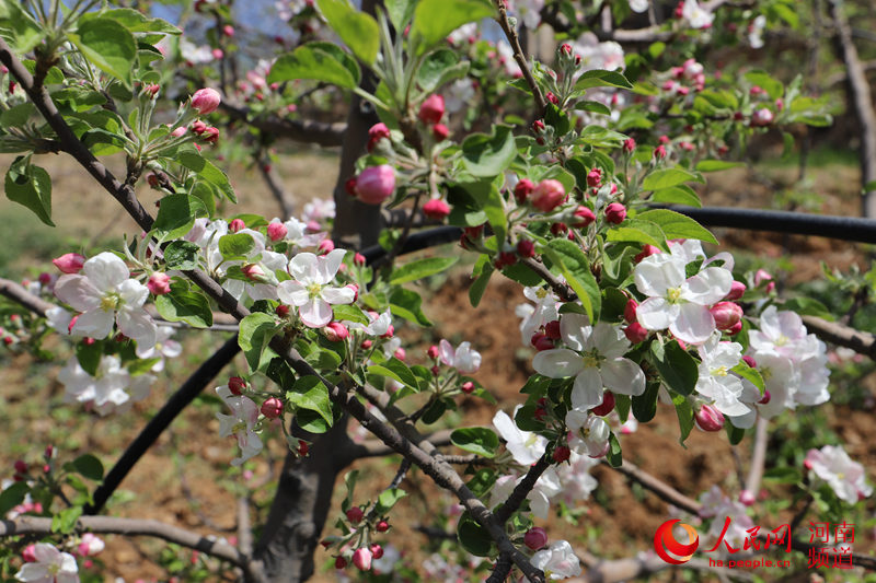 第二届中国苹果花节在灵宝市寺河山拉开帷幕