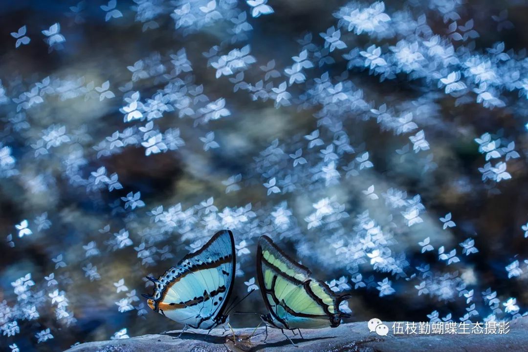 2017年摄,运用散焦摄影技巧,让蝴蝶满天飞.