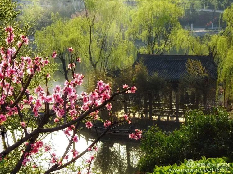 阳春三月,泰湖公园,山清水秀,柳绿桃红,草长莺飞,春和景明.