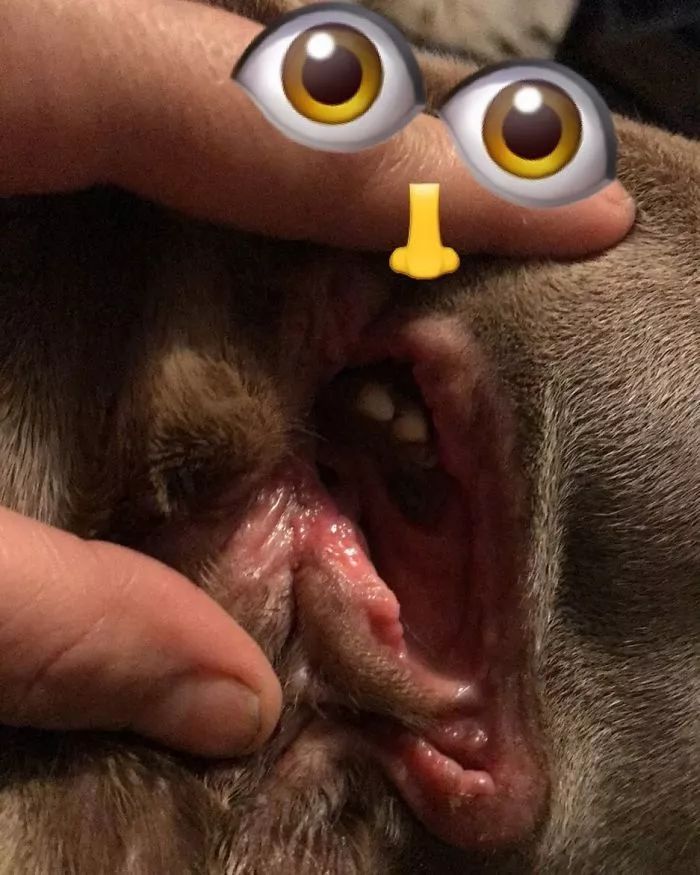 这只狗长了两张嘴，一只藏在耳朵里
