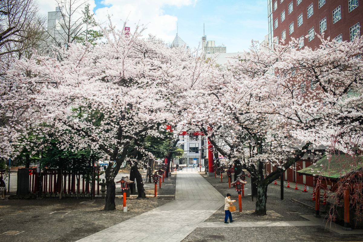 这座位于日本东京市台东区的上野公园是日本的第一座公园,一直以来便