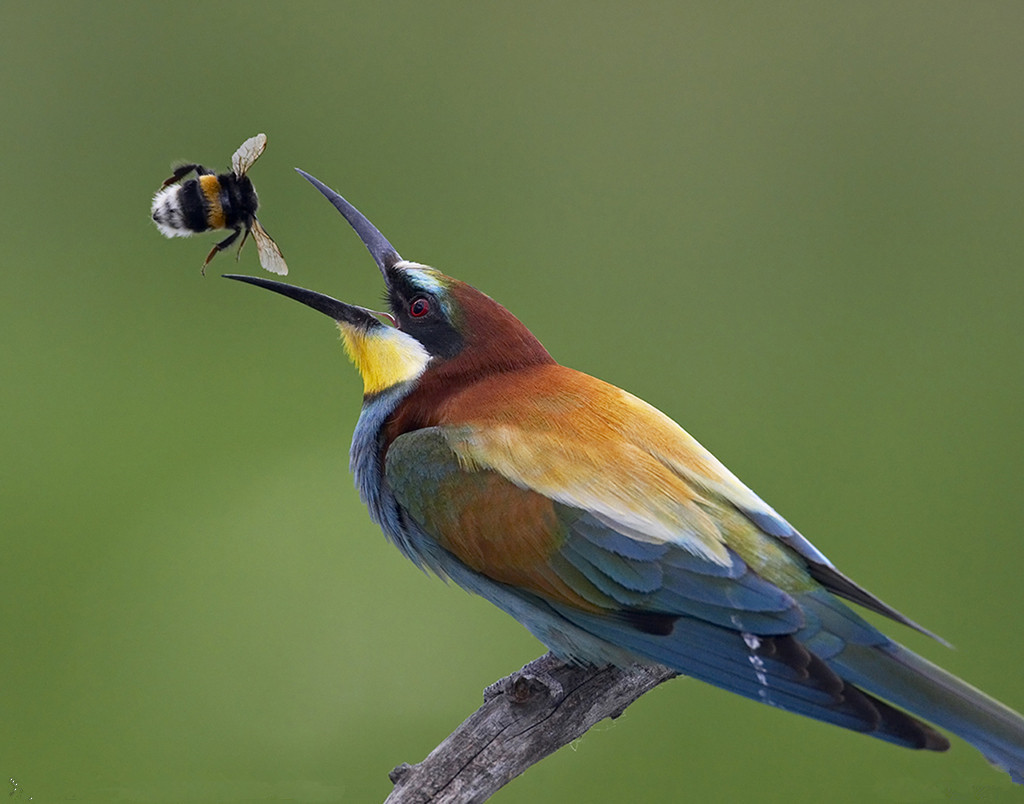 精彩好句;早起的鸟儿有虫吃,早起的虫儿被鸟吃.