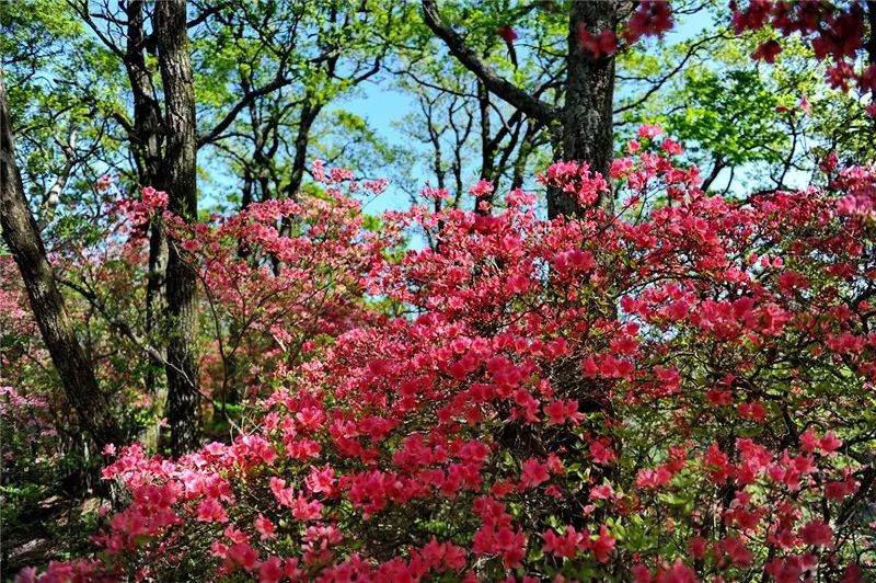 陌上花开(4.21)| 人间四月芳菲尽,马鬃岭上映山红