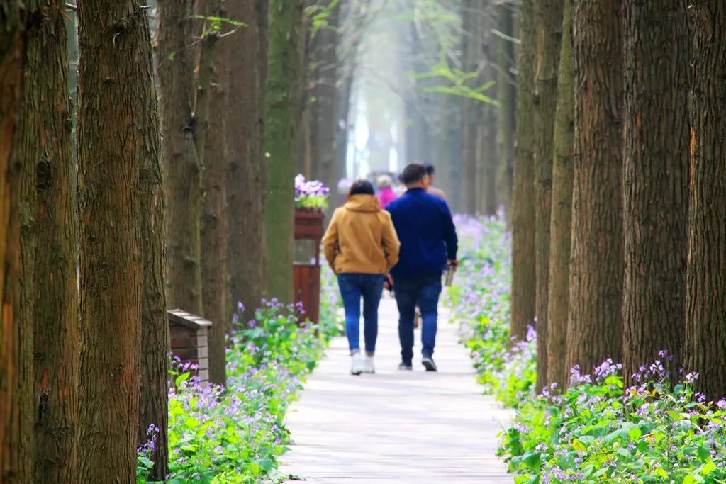 什么花怒放成语_什么花是怒放