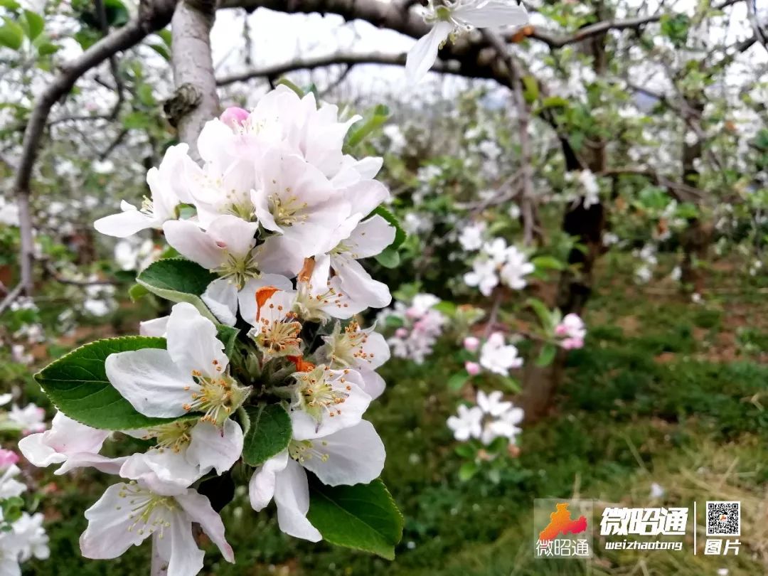 云南昭通万亩苹果花盛开半城苹果满城香组图