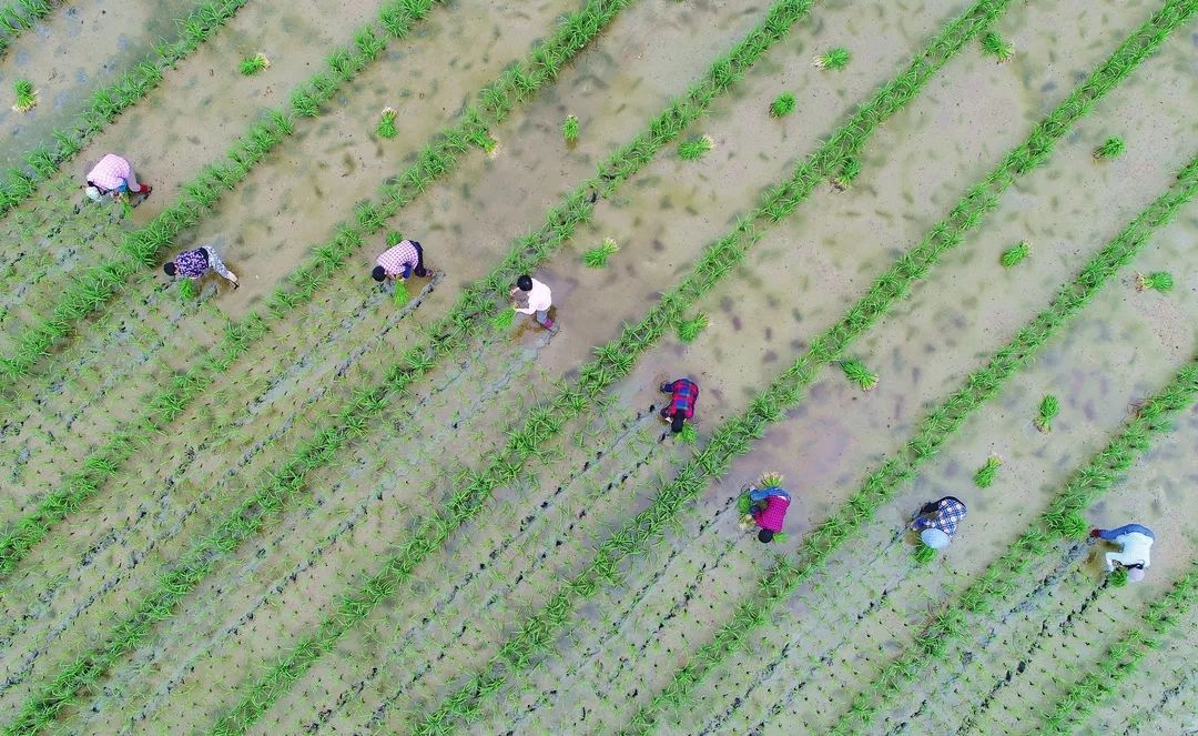 人勤春来早200秒飞越遂昌田间地头