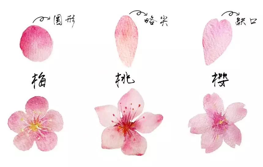 梅花的花瓣圆圆的,桃花的花瓣是椭圆形, 而花瓣的中间有小缺口的便是