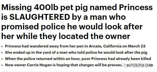 300多斤的寵物豬不慎走丟，找到才發現已經被別人宰了吃了 寵物 第4張