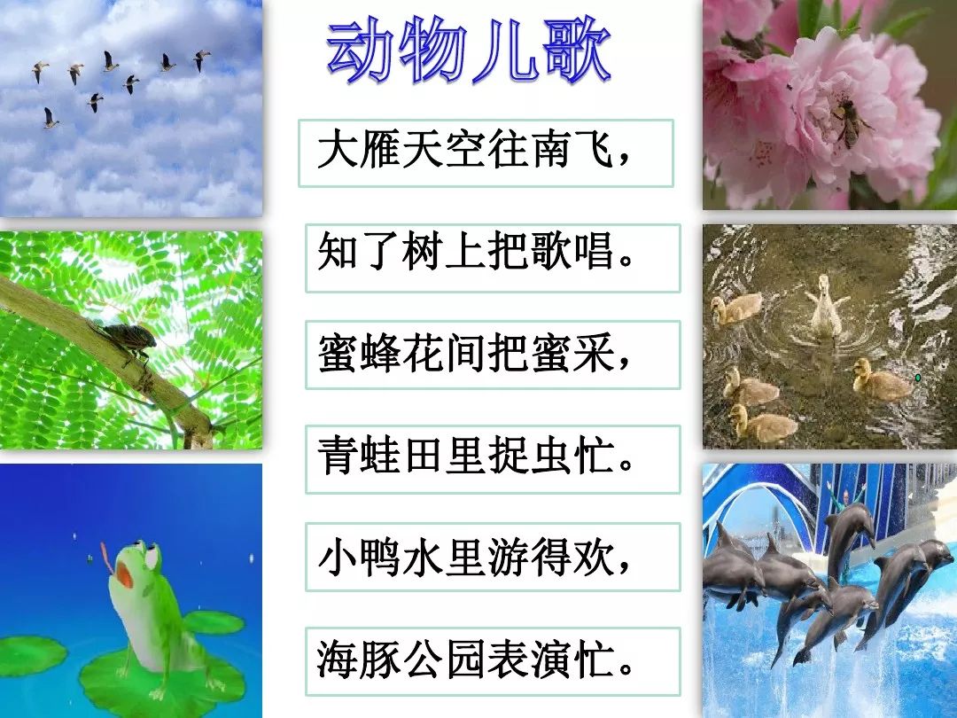 在《动物童谣》中,小动物的名字都是形声字,渗入了形声字纪律,让孩子