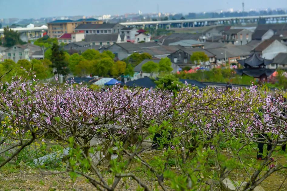 平阳县有多少人口_平阳最美的7个村庄,去过的人再不愿离开(2)