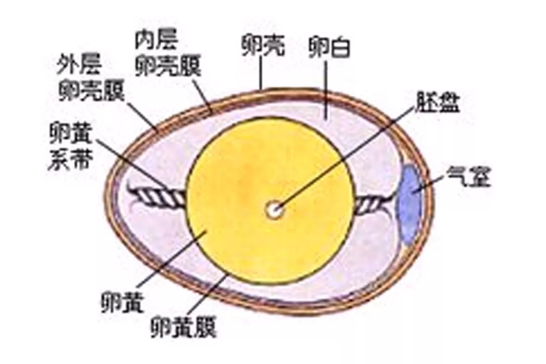 (▲鸡蛋结构示意图)