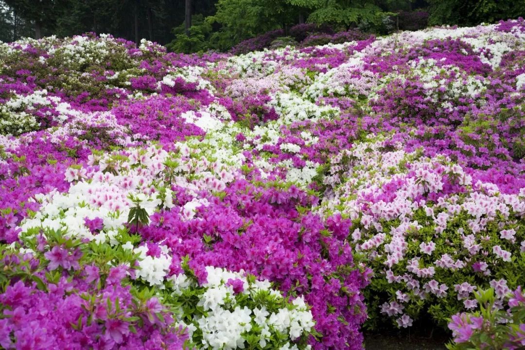 五彩杜鹃已花开成海