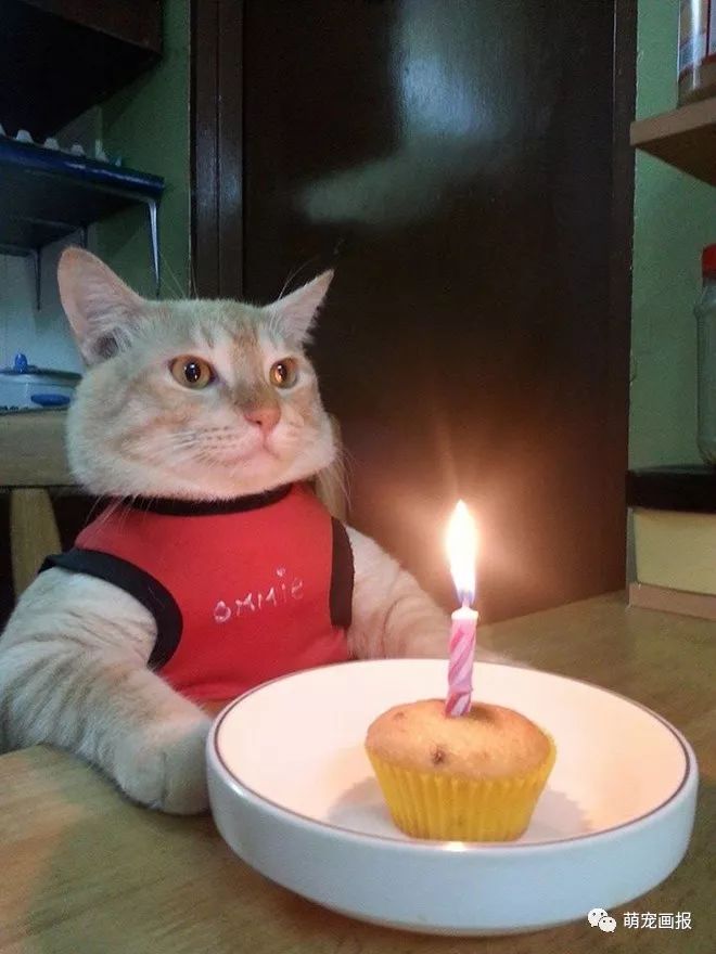 面对生日蛋糕和蜡烛,过生日的猫猫狗狗们反应好搞笑