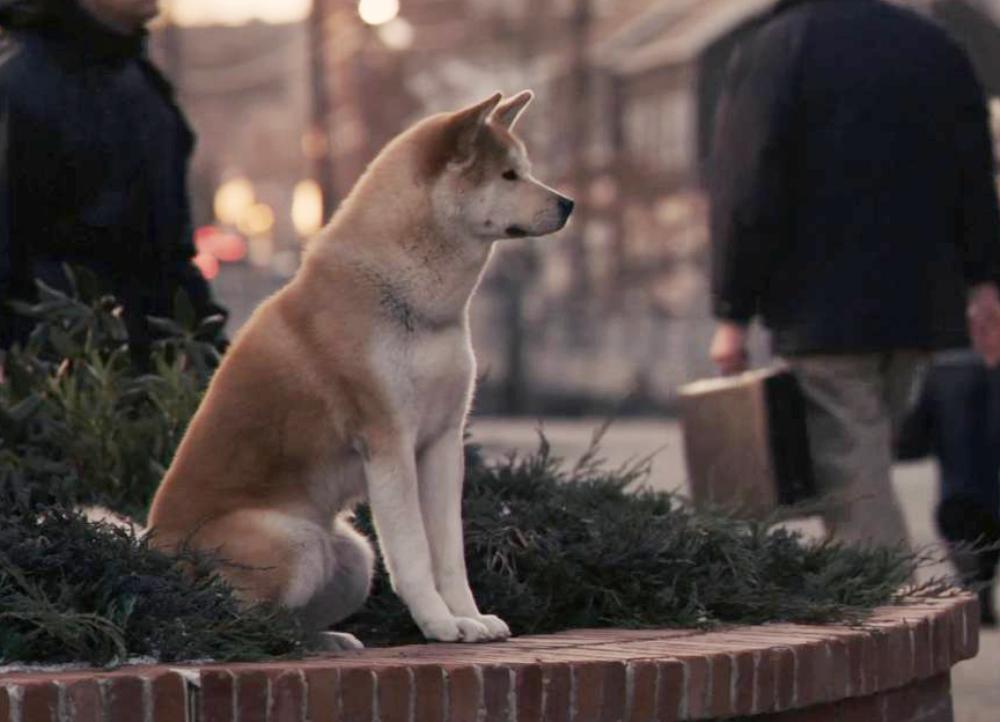 忠犬八公》如何占据宠物电影市场半壁江山,无可超越!